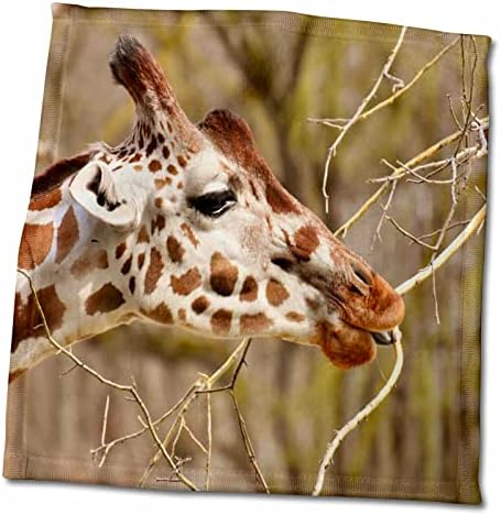 3D Фотография Хубаво Жираф, Жующего клон, Фотография дивата природа - Кърпи (twl-288278-3)