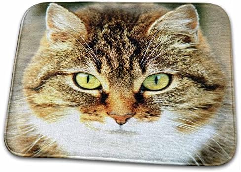 3. Нарисувай хубава снимка на котка. Домашна котка. Кошатники, животни, домашни любимци. - Подложки за сушене на чинии (ddm-216293-1)