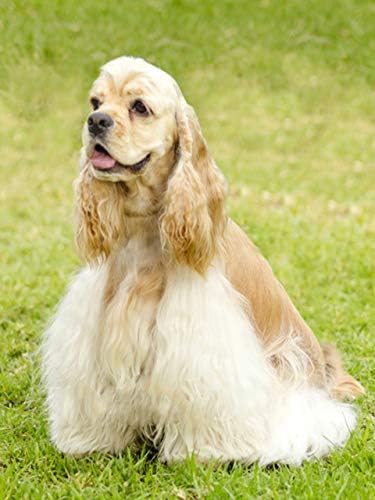 QGHZSCS Боята по Номера Цифрова Живопис САМ Изображение на Кученцето Британската домашни Кучета B5 (40x50 см, Без рамка)