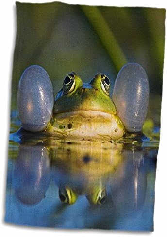 3. Квакающая годни за жаба с подпухнало глас чанта, Румъния, делтата на Дунав. - Кърпи (twl-209660-1)