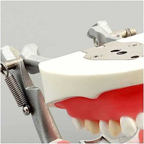 Образователна Модел, Модел на Подвижни Зъби, Модел Стоматологично Типодонта,Обучение Модел на Зъбите на Сменяеми Зъб за възрастни