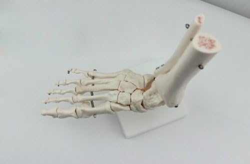 Док.Кралски модел Кости Стави на Стъпалото на Човека размери 1:1, Медицинска Анатомия